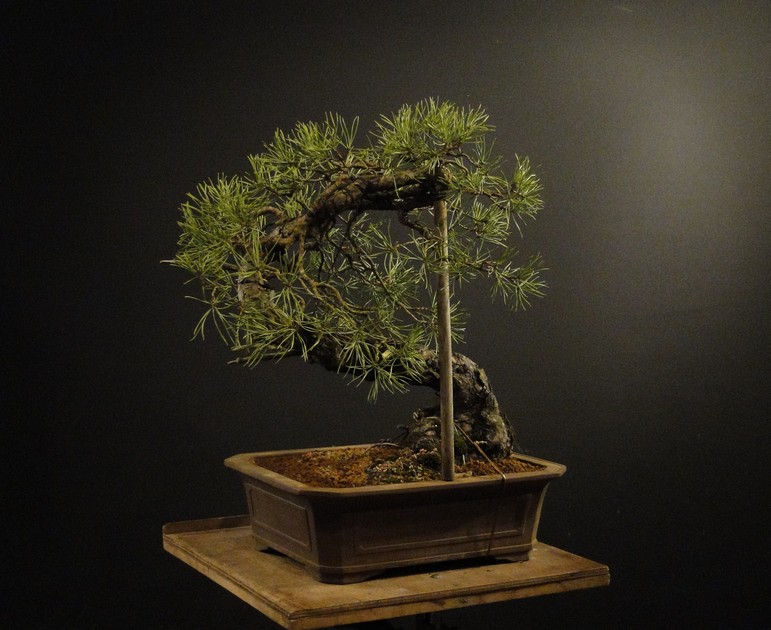 Pinus sylvestris 2005 - "Transformations " - Page 2 Reoh_110
