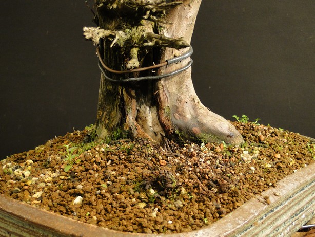 Taxus baccata yamadori - old deadwood - repair of trunk Repy_014