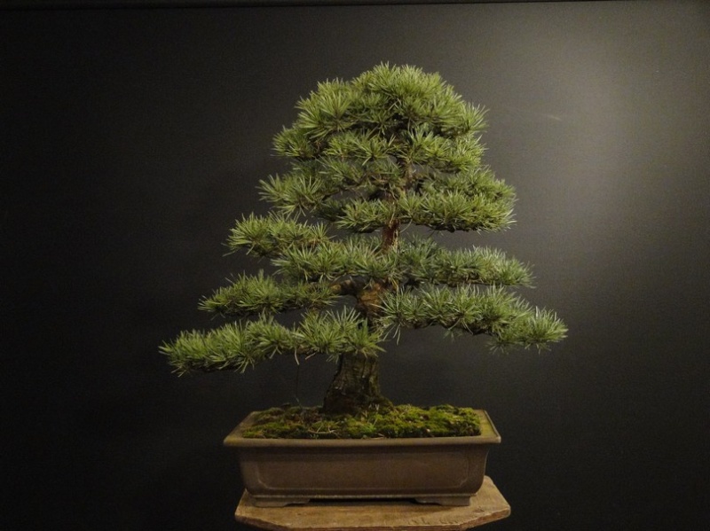 Pinus sylvestris 2003 - restyling Ress_110