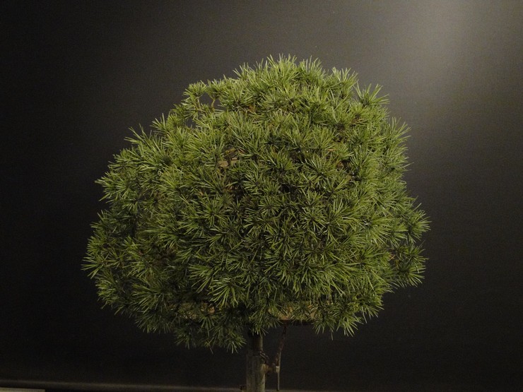 Pinus sylvestris 2003 - restyling Ress_210