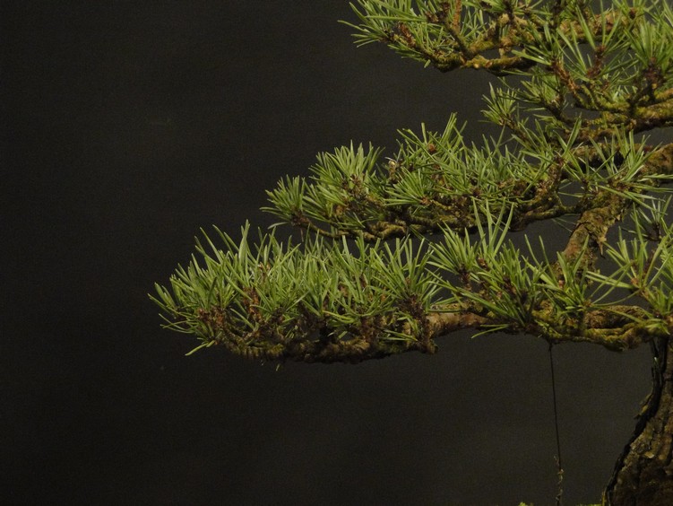 Pinus sylvestris 2003 - restyling Ress_410
