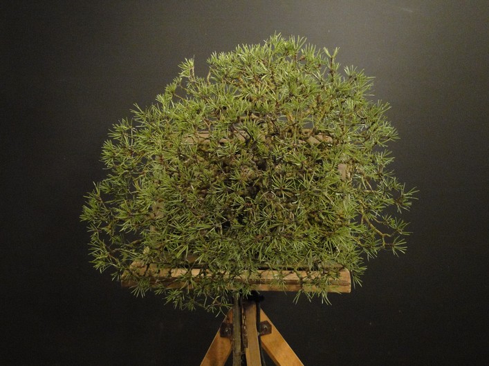 Pinus sylvestris 2003 - restyling Ress_510