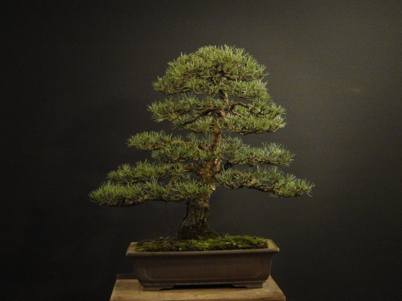 Pinus sylvestris 2003 - restyling Ress_610
