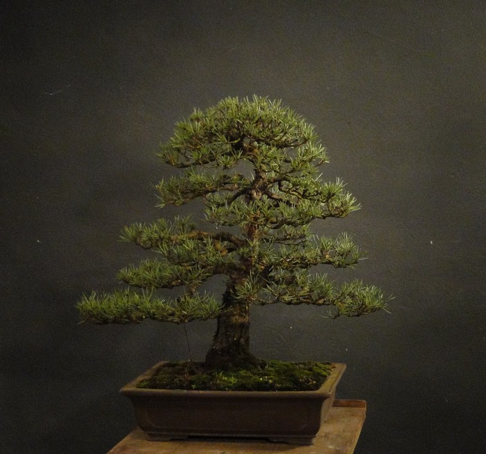 Pinus sylvestris 2003 - restyling Ress_710