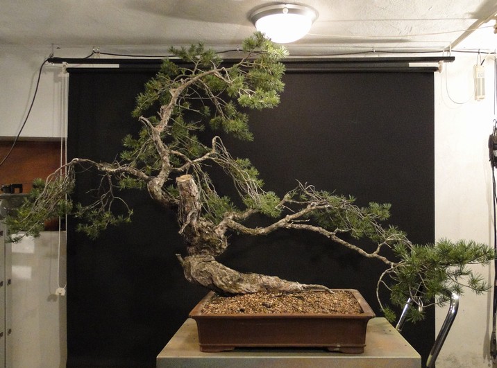 Yamadori Pinus sylvestris - first styling (owner R.Němeček) Rne_110