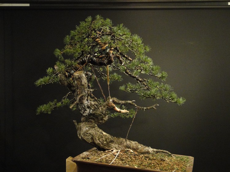 Yamadori Pinus sylvestris - first styling (owner R.Němeček) Rne_1410