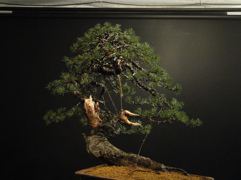 Yamadori Pinus sylvestris - first styling (owner R.Němeček) Rne_1510