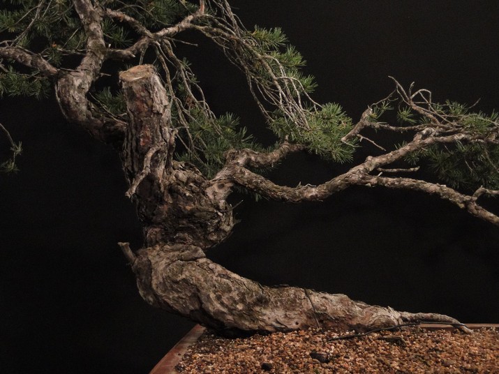 Yamadori Pinus sylvestris - first styling (owner R.Němeček) Rne_310