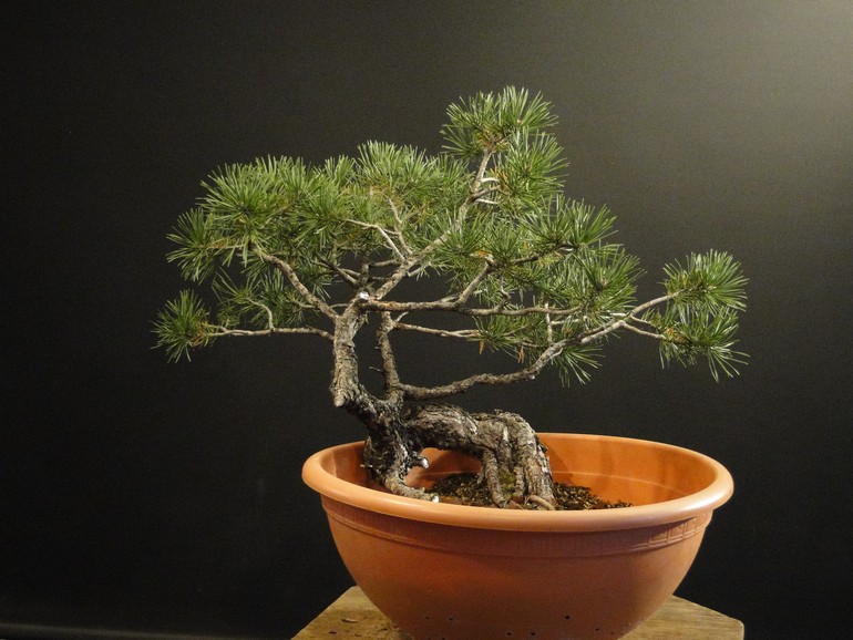 Pinus sylvestris "exam 2011"  - shaping Mirek Škrabal Roa_110