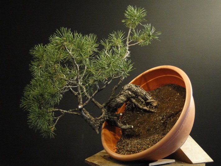 Pinus sylvestris "exam 2011"  - shaping Mirek Škrabal Roa_610