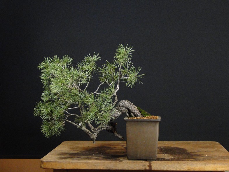 Pinus sylvestris "exam 2011" - shaping Mirek Škrabal Roa_910