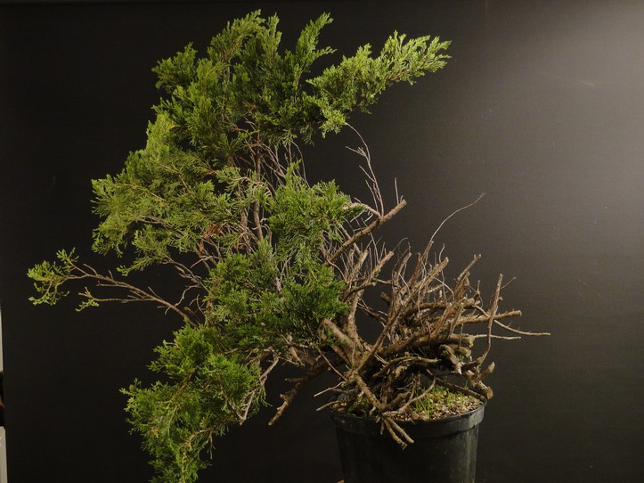 Juniperus sabina - garden yamadori - first styling 2012 Sabga_13