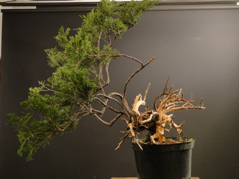 Juniperus sabina - garden yamadori - first styling 2012 Sabga_14