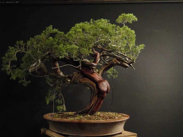 Juniperus sabina - yamadori 2009 Sac_0011