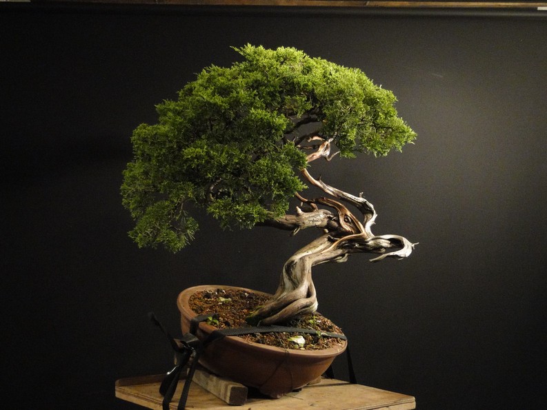 Juniperus sabina - yamadori 2008 - first styling Saf10