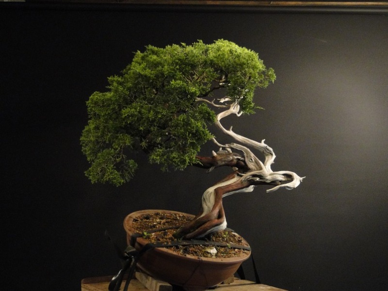 Juniperus sabina - yamadori 2008 - first styling Saf_110