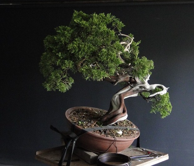 Juniperus sabina - yamadori 2008 - first styling Saf_310