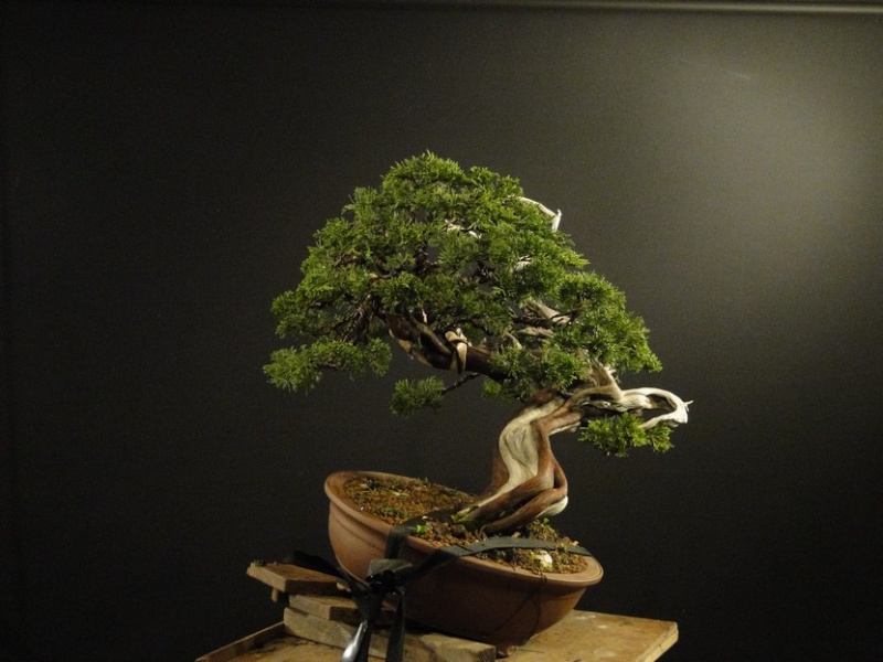 Juniperus sabina - yamadori 2008 - first styling Saf_410