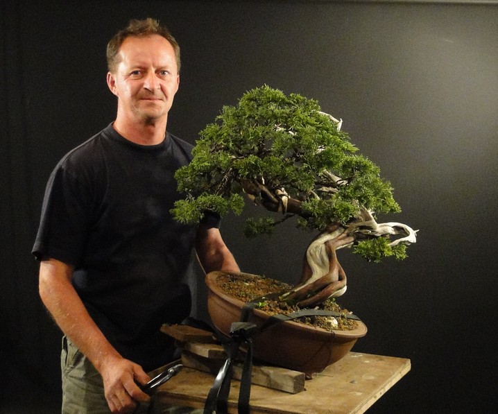 Juniperus sabina - yamadori 2008 - first styling Saf_510
