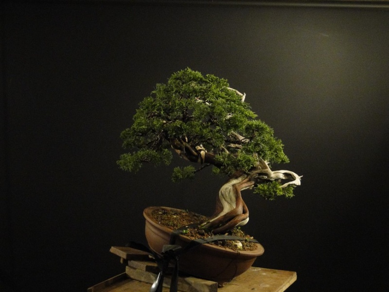 Juniperus sabina - yamadori 2008 - first styling Saf_610