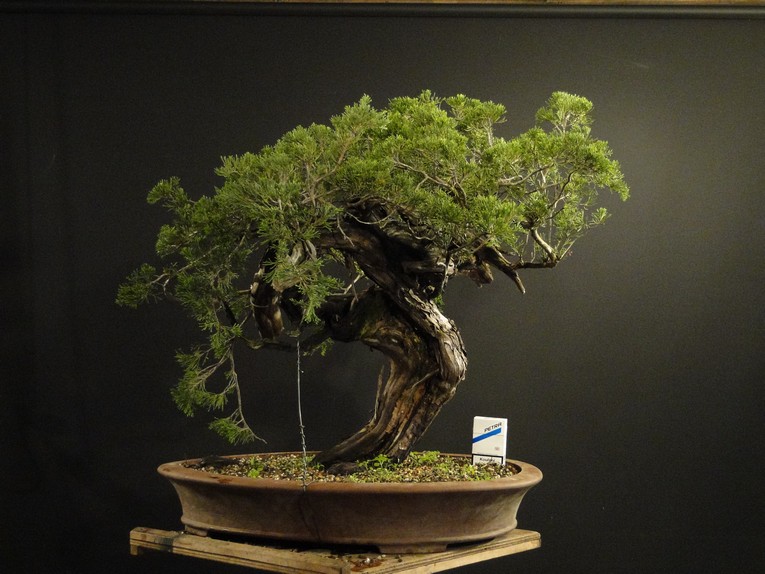 Juniperus sabina - yamadori 2009 San_810