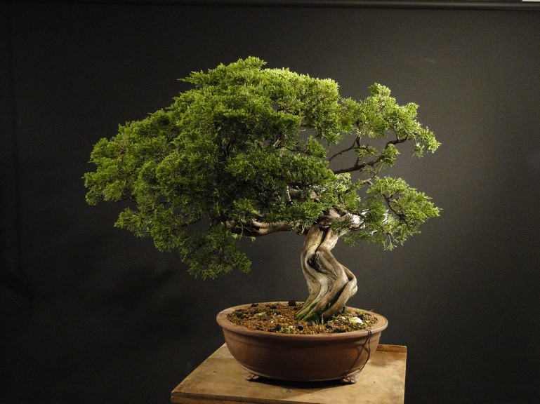 Juniperus sabina - yamadori 2008 - first styling Satv-310