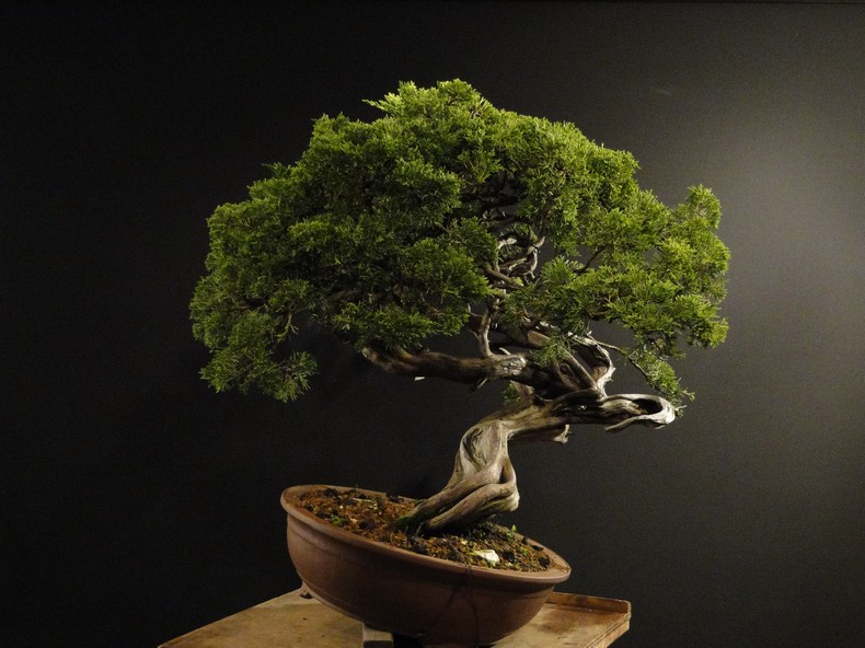 Juniperus sabina - yamadori 2008 - first styling Satv-410