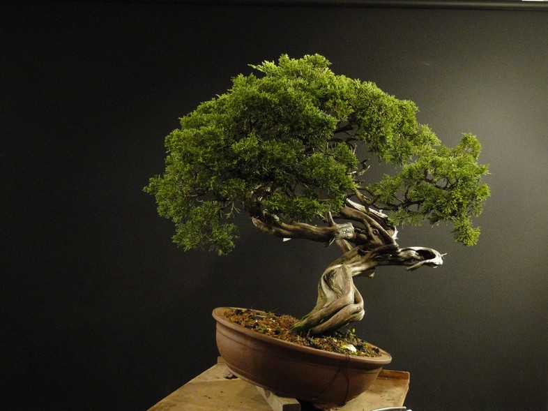 Juniperus sabina - yamadori 2008 - first styling Satv-510