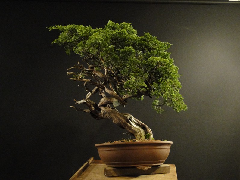 Juniperus sabina - yamadori 2008 - first styling Satv-610