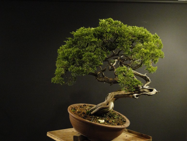 Juniperus sabina - yamadori 2008 - first styling Satv-710