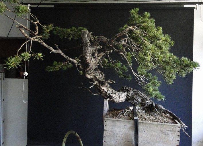 Yamadori Pinus sylvestris - (owner my client Radim Němeček) first styling Sin_110