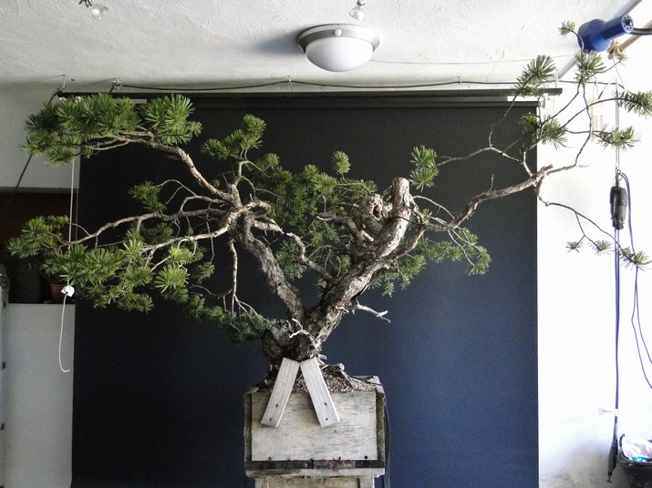 Yamadori Pinus sylvestris - (owner my client Radim Němeček) first styling Sin_210