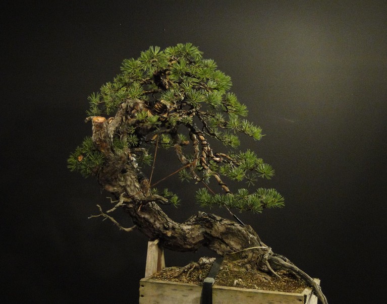 Yamadori Pinus sylvestris - (owner my client Radim Němeček) first styling Sin_3010