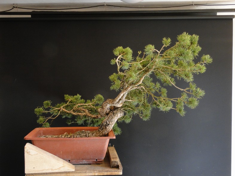 Pinus sylvestris - first styling (owner Petr Osička) Slos_110