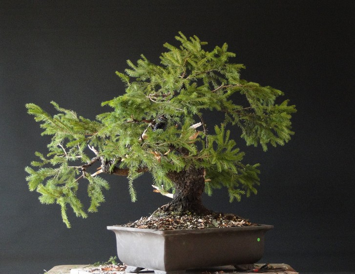 Yamadori Picea abies (owner M.Škrabal) - first styling Sm_1010