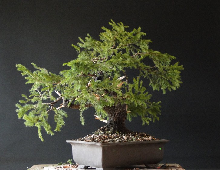 Yamadori Picea abies  (owner M.Škrabal) - first styling Sm_1010