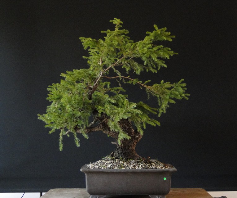 Yamadori Picea abies  (owner M.Škrabal) - first styling Sm_210