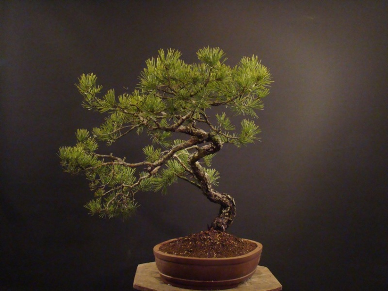 Pinus sylvestris (owner my client) - restyling 2012 Spi_110