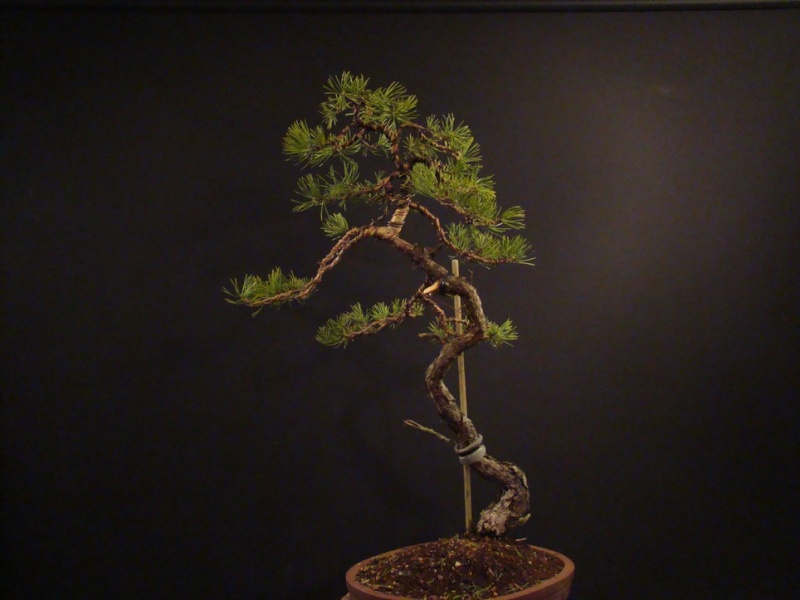 Pinus sylvestris (owner my client) - restyling 2012 Spi_1110