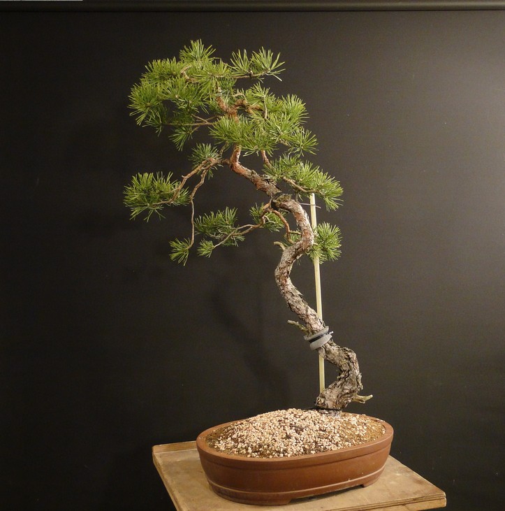 Pinus sylvestris (owner my client) - restyling 2012 Spi_1210