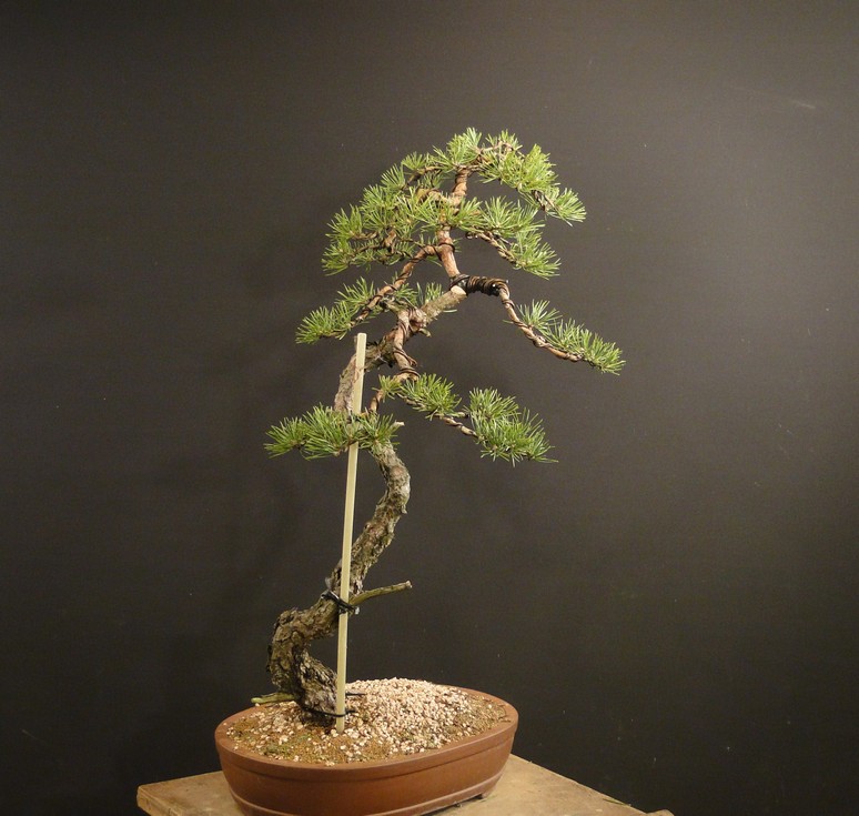 Pinus sylvestris (owner my client) - restyling 2012 Spi_1510