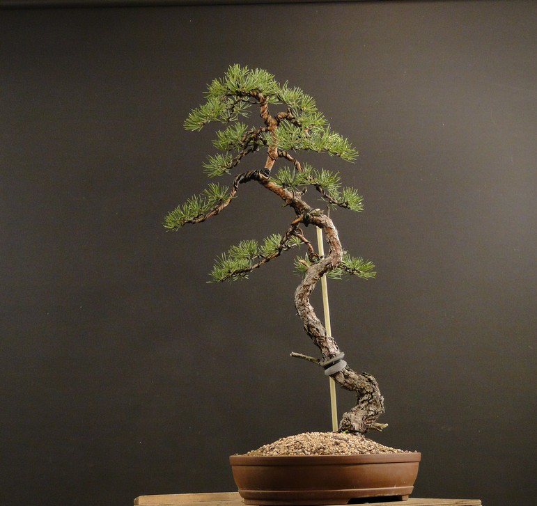 Pinus sylvestris (owner my client) - restyling 2012 Spi_1610