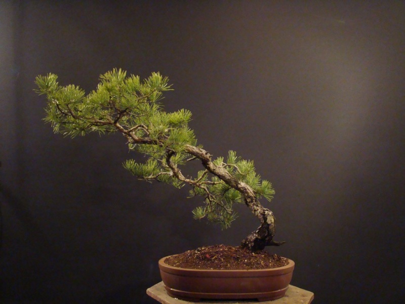 Pinus sylvestris (owner my client) - restyling 2012 Spi_210