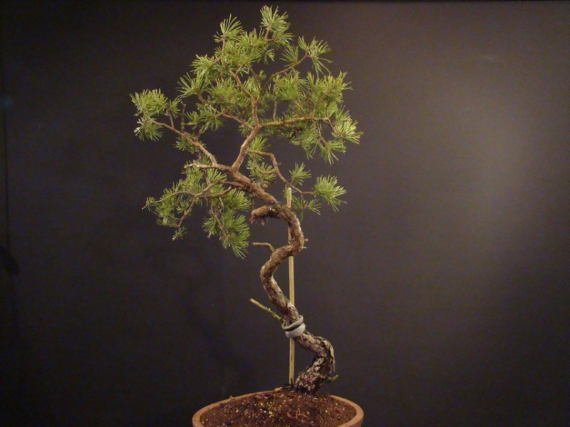 Pinus sylvestris (owner my client) - restyling 2012 Spi_910