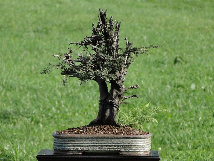 Taxus baccata yamadori - old deadwood - repair of trunk Stpo-110