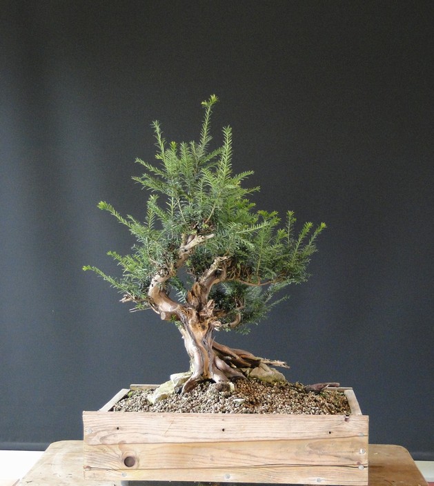 Yamadori Yew on stone (owner Mirek Š) Tik_410