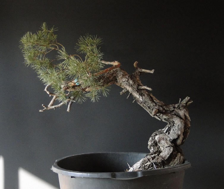 Pinus sylvestris - Yamadori with one branch (First Amendment) - owner Mirek Š. Tlu_110