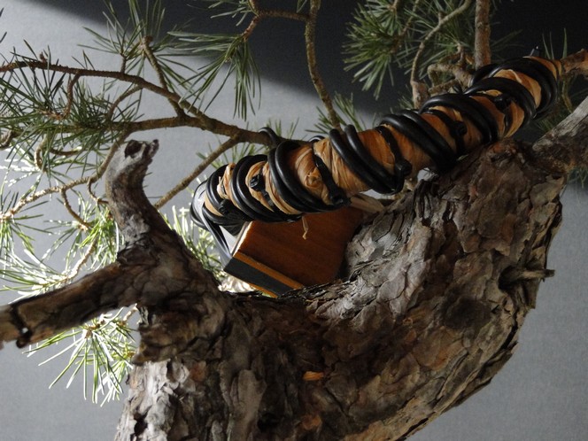 Pinus sylvestris - Yamadori with one branch (First Amendment) - owner Mirek Š. Tlu_1110