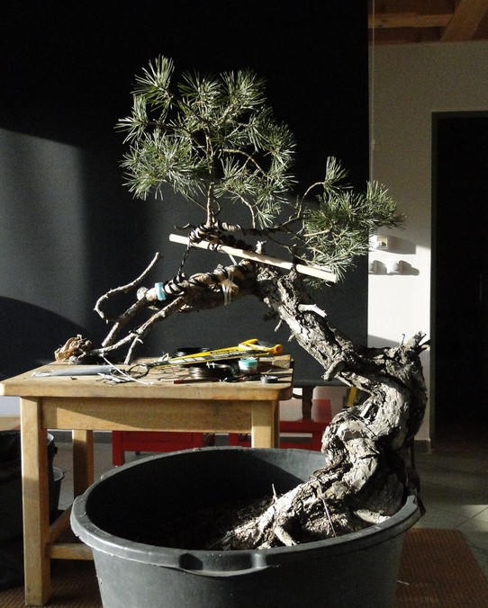 Pinus sylvestris - Yamadori with one branch (First Amendment) - owner Mirek Š. Tlu_1910