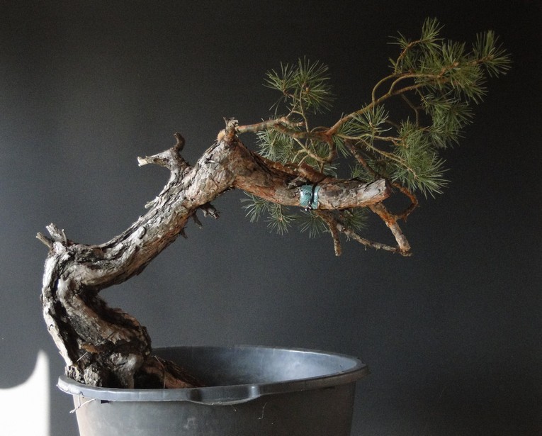 Pinus sylvestris - Yamadori with one branch (First Amendment) - owner Mirek Š. Tlu_210